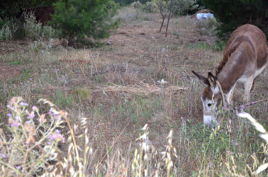 2018 Korfu Afionas Porto Timoni 2