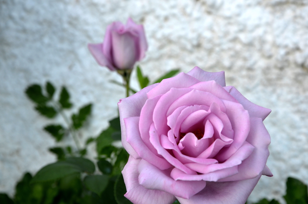2018 Korfu Garten Corfiot Panorama