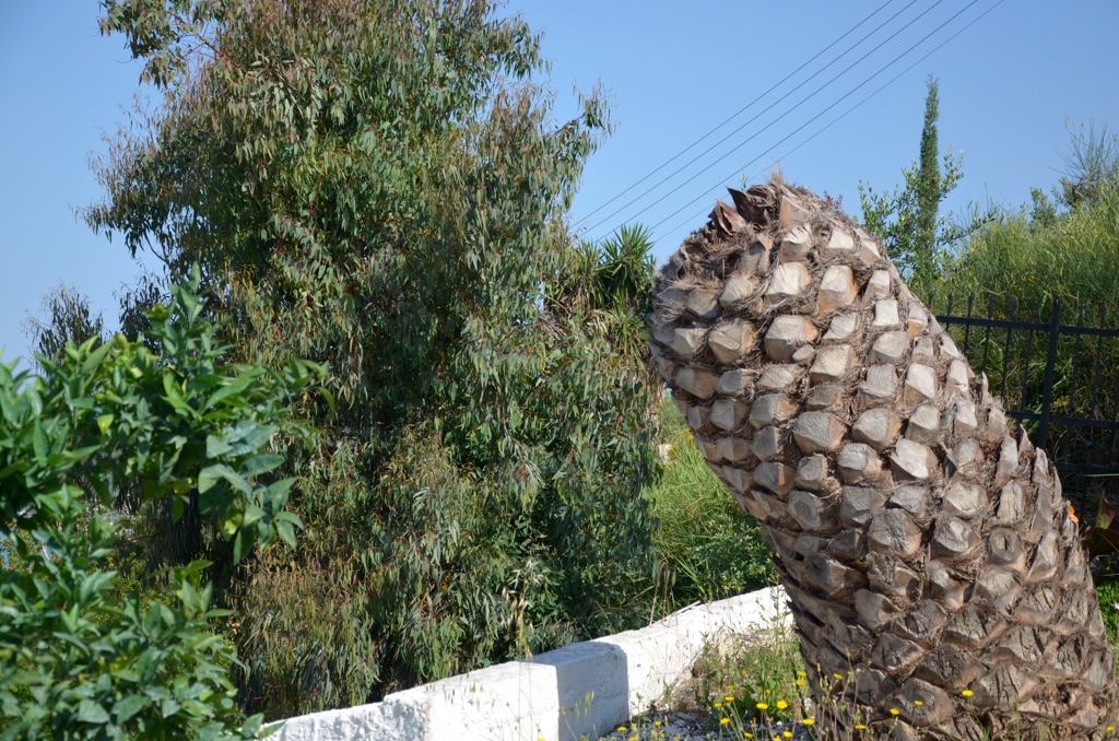 2018 Korfu Palme roter Rüsselkäfer